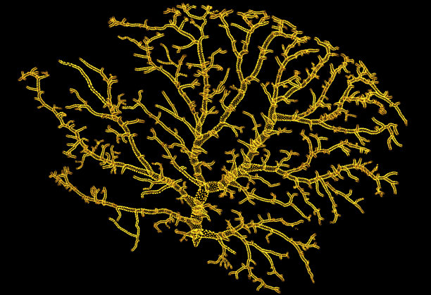 神经元的显微镜视图。脑区，视神经叶，果蝇黑腹神经元。连接图片下载