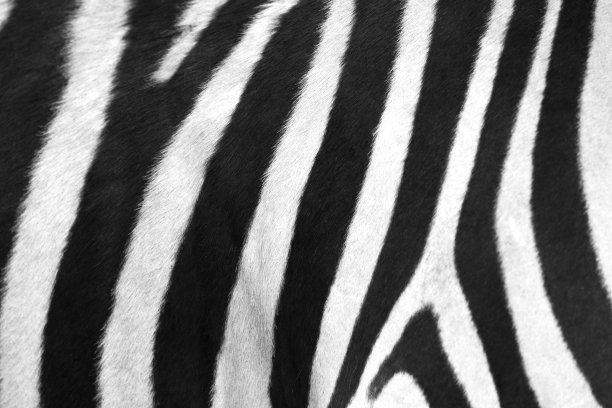 斑马的条纹图片下载