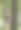猴子在树上玩图片下载