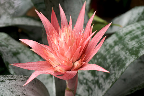 凤梨科植物Aechmea fasciata的粉红色花图片下载