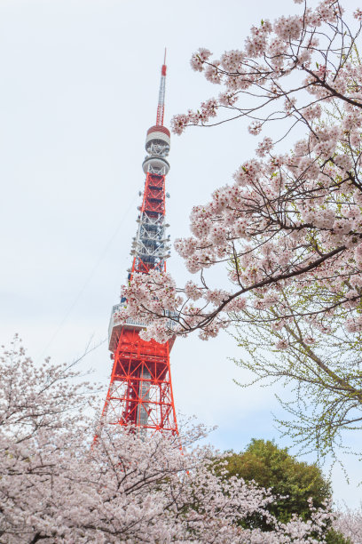 樱花在春天开花图片下载