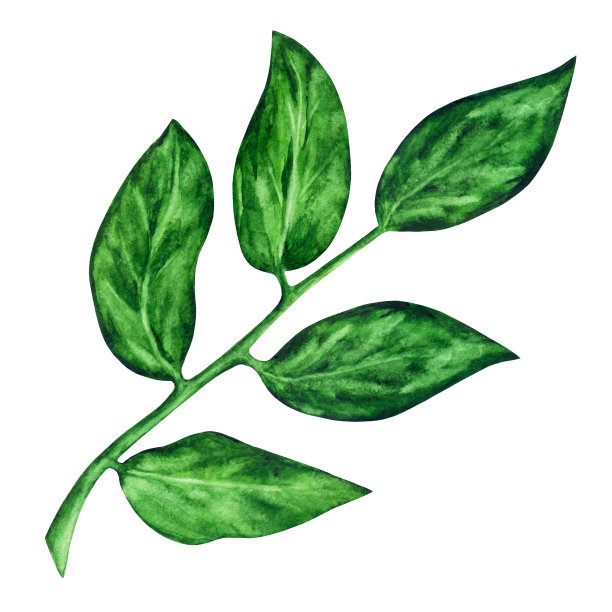 分支。绿叶,水彩图片下载