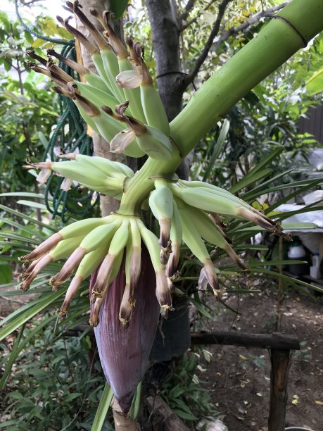 香蕉树上盛开的香蕉花图片下载