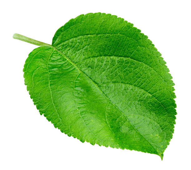 苹果叶孤立图片下载