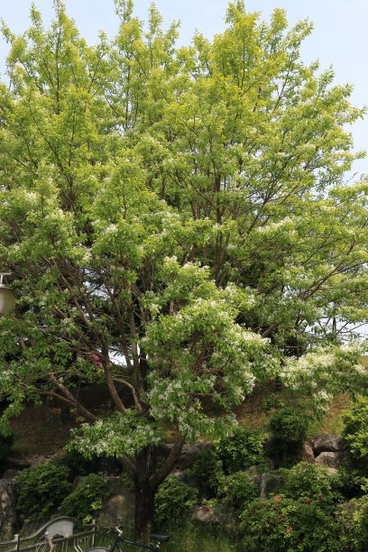 公园里的一棵手指树图片下载