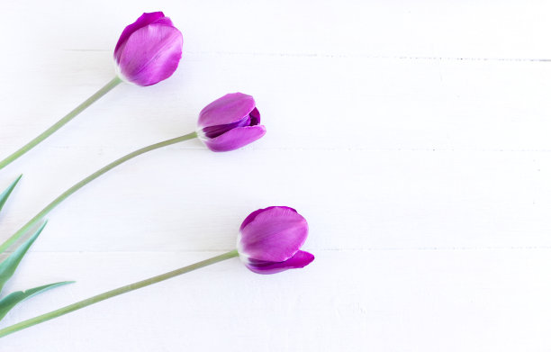 风格的库存图片。春天女性的景象，花卉的构成。白色背景上的一束美丽的郁金香。平躺，俯视图。为你的文本留出空白。用郁金香装饰的春天贺卡。图片下载