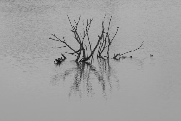 树枝伸出水面图片下载