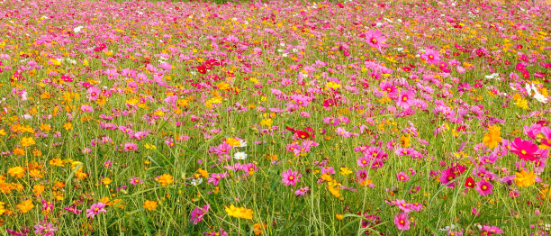 美丽的宇宙花图片下载