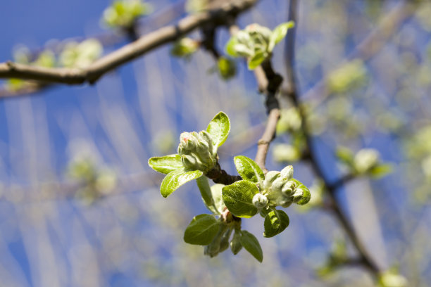 苹果叶子照片图片下载