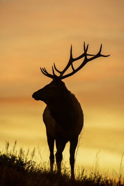 的公麋鹿图片下载