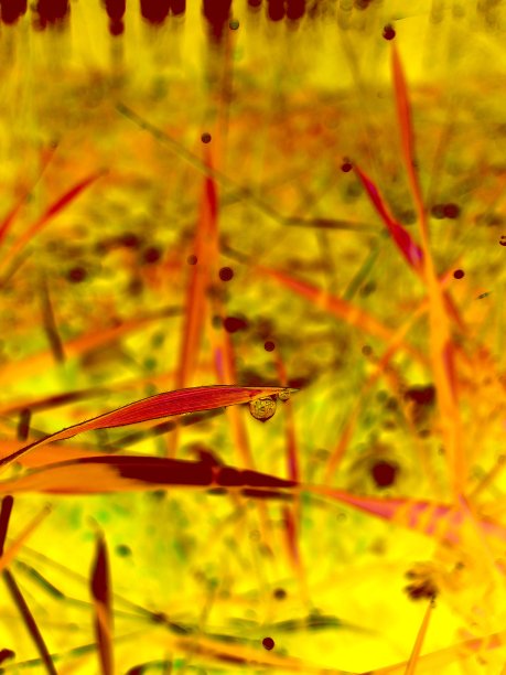 童话树叶与3D效果。图片下载