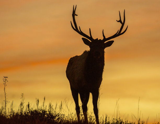 的公麋鹿图片下载