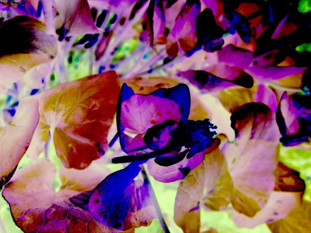 童话树叶与3D效果。图片下载