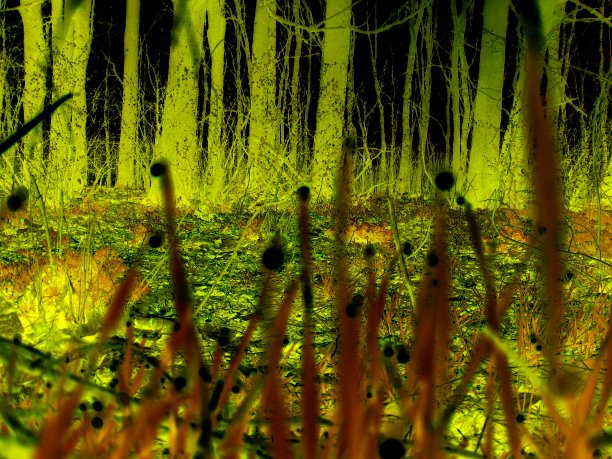 童话树叶与3D效果。图片下载