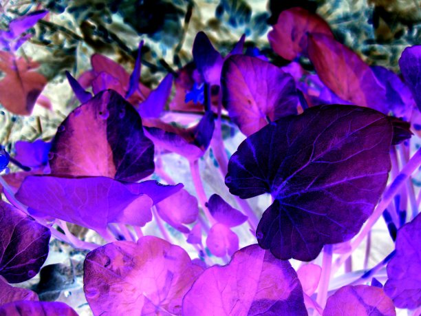 童话树叶与3D效果。图片下载