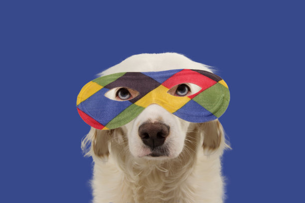 肖像狗丑角狂欢节面具。有趣的混种小狗戴着彩色眼罩。孤立的工作室拍摄的蓝色背景。图片下载