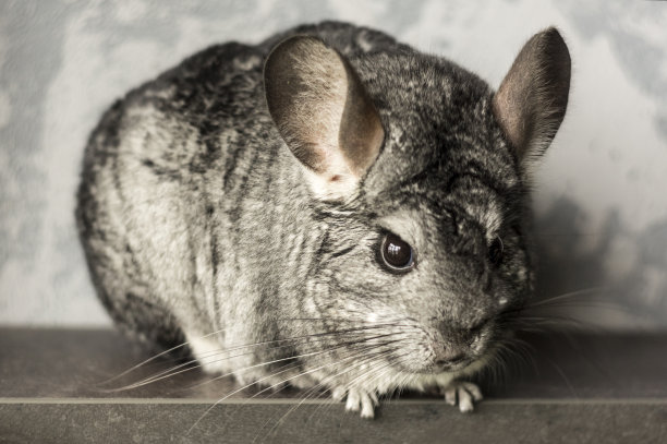 钦奇利亚。图片下载