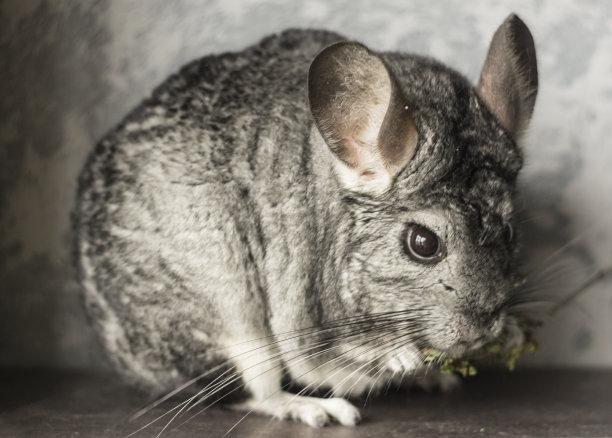 钦奇利亚。图片下载