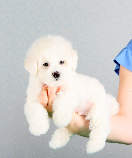 一只白色的小狗躺在一个女人的手上。图片下载