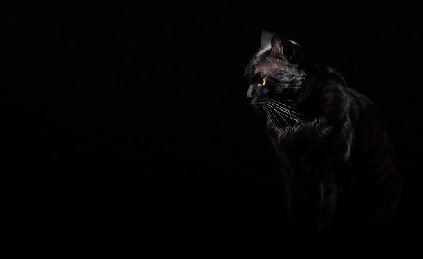 一个黑猫的肖像在工作室的黑色墙壁背景与复制空间图片下载