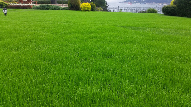 花园里有草坪和海景图片下载