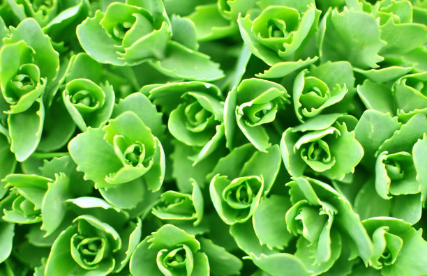 植物区系设计的背景。宏观的绿色自然草本植物。图片下载