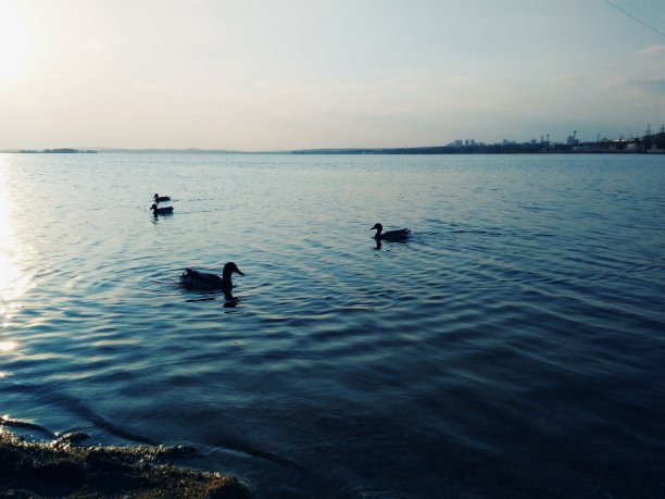 池塘里游泳的鸭子的剪影图片下载