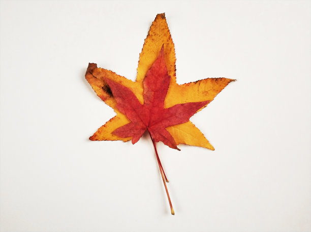 秋叶孤立在白色上图片下载