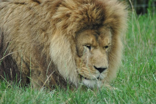 狮子在睡觉图片下载