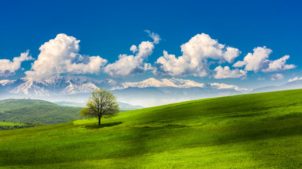 孤独的绿树在农田里图片下载