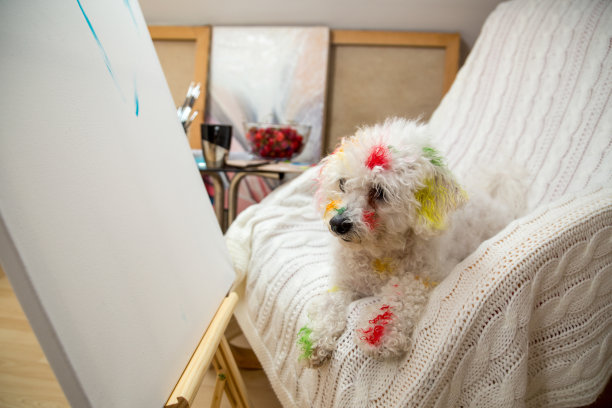 狗被彩绘图片下载