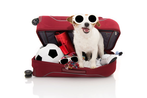 狗在一个红色的现代行李或行李去夏天度假戴墨镜。孤立的白色背景。图片下载