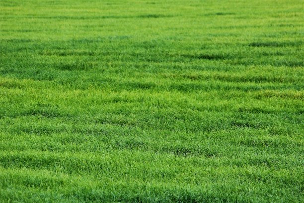 草地上的绿草图片下载