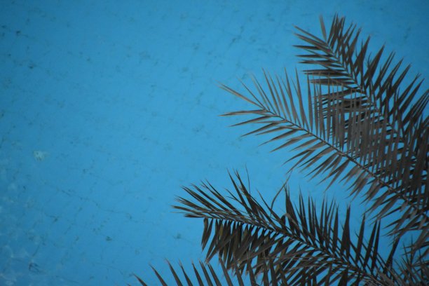 俯瞰游泳池上方的棕榈树枝图片下载