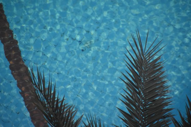 俯瞰游泳池上方的棕榈树枝图片下载