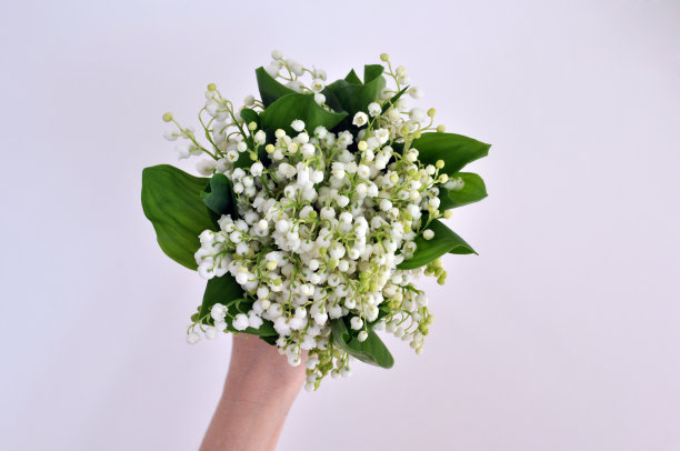 白色背景上，一位女性手里拿着一束铃兰。空间的文本。图片下载