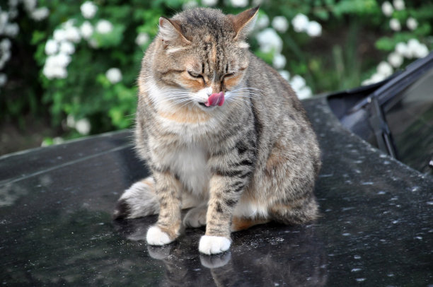 猫在汽车引擎盖上图片下载