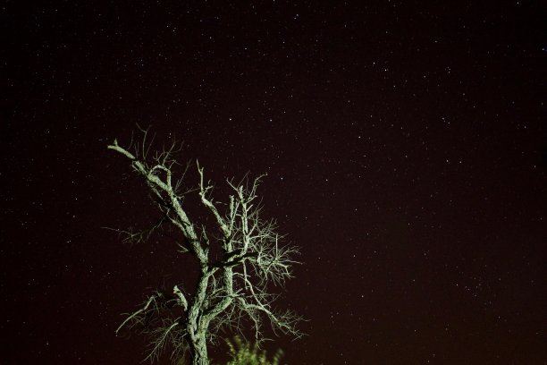 这是葡萄牙阿尔加维山上一棵树的星空摄影图片下载