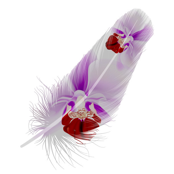 羽孤立在白色上。图片下载