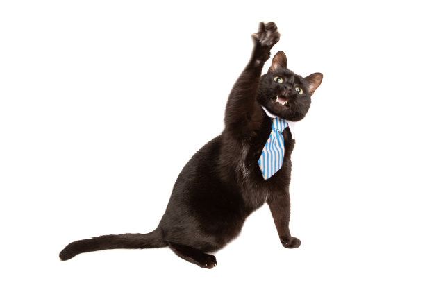 商业猫举起爪子图片下载