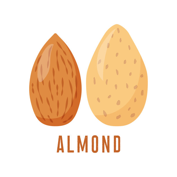 杏仁图标。矢量图图片下载