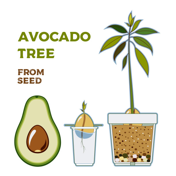 牛油果树矢量生长指南海报。绿色简单的指示从种子生长鳄梨树。鳄梨生命周期。图片下载