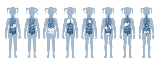 人体内脏载体图片下载