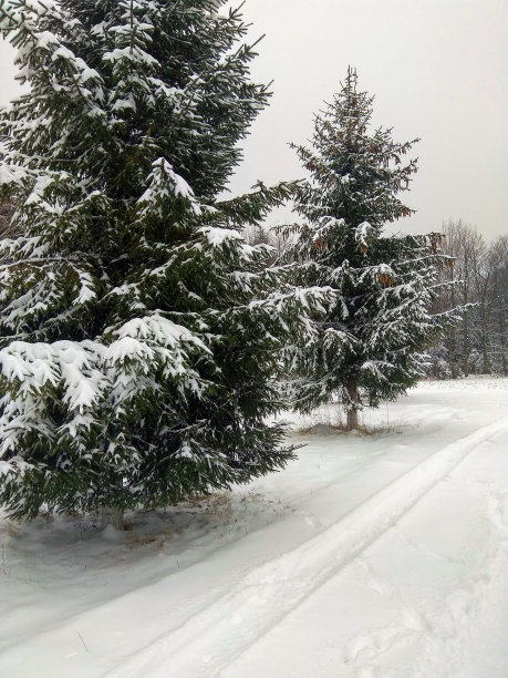 森林里白雪覆盖的美丽树木欣赏着森林图片下载