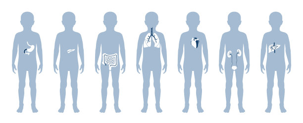 插图儿童内脏在男孩的身体图片下载