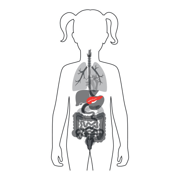 胰脏载体分离图图片下载