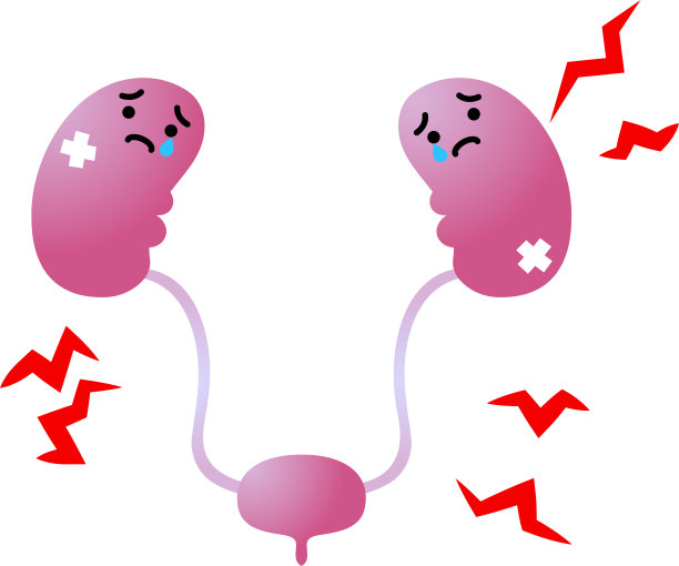 可爱的肾和膀胱的插图图片下载