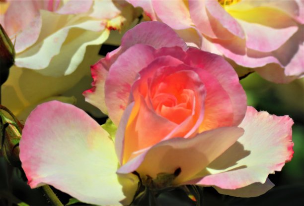 美丽的二色的玫瑰。图片下载