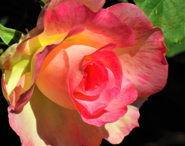 美丽的二色的玫瑰。图片下载