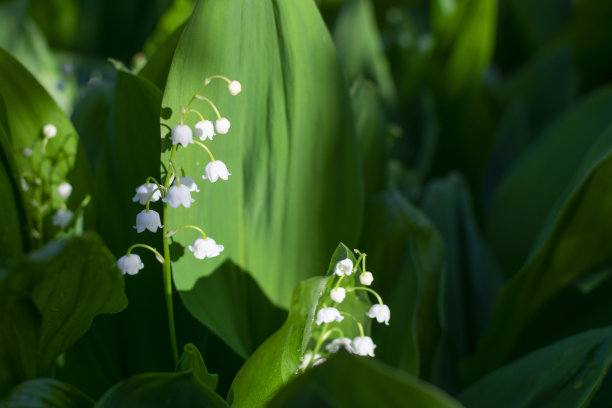 盛开的山谷百合在早晨的花园里，叶子上有露珠图片下载